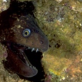 moray4.jpg