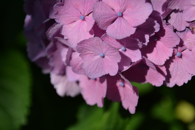夏之風物詩 梅雨季節中的紫陽花 Cestlaviejournal 痞客邦