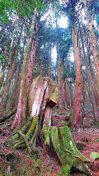 富特野35.JPG