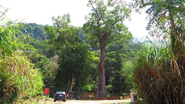 【老樹情懷2】南投信義。神木村之神木 【老樹情懷2】南投信義。神木村之神木