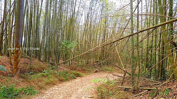 武界山連走獅凸魯山、橫屏山、橫屏山西峰原路來回橫屏山