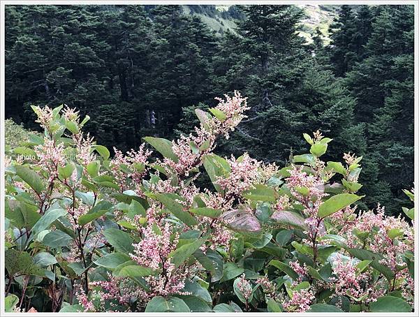 【南投】合歡東峰。視野遼闊卻不覺得好入手的百岳_合歡山二日健