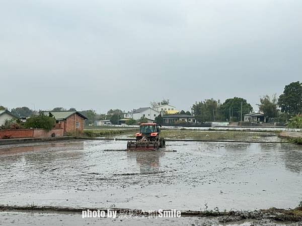 【老樹情懷4】苗栗公館。鶴岡神木，樟樹與茄冬樹共生夫妻樹