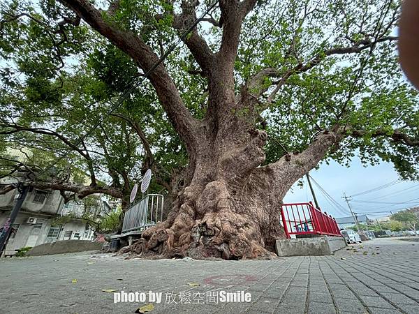 【老樹情懷4】苗栗公館。鶴岡神木，樟樹與茄冬樹共生夫妻樹