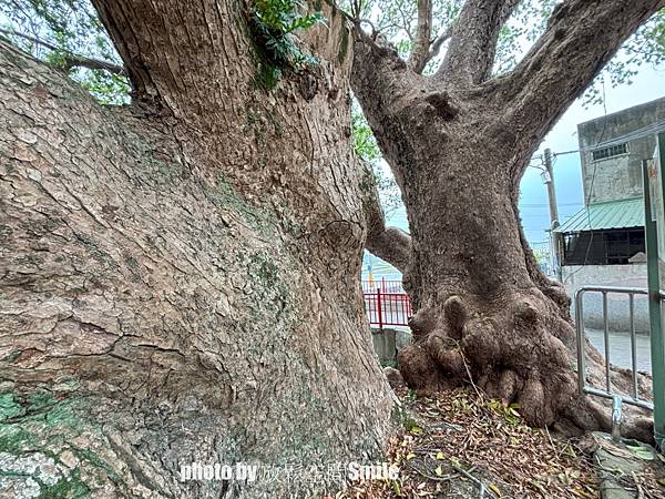 【老樹情懷4】苗栗公館。鶴岡神木，樟樹與茄冬樹共生夫妻樹