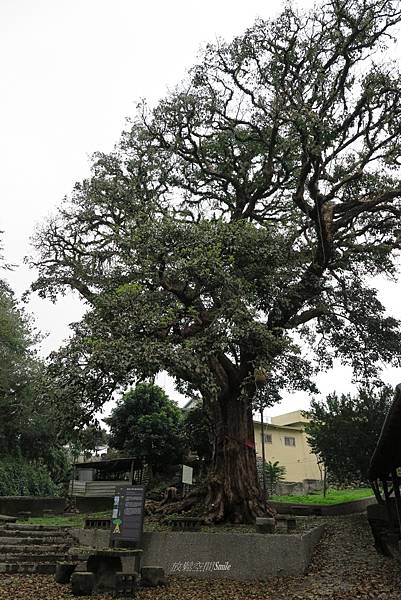 南投國姓佳冬樹 (14).JPG