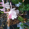DSCF3284.JPG