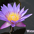 Water Lily 1600x1200