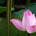 lotus_1920x1080