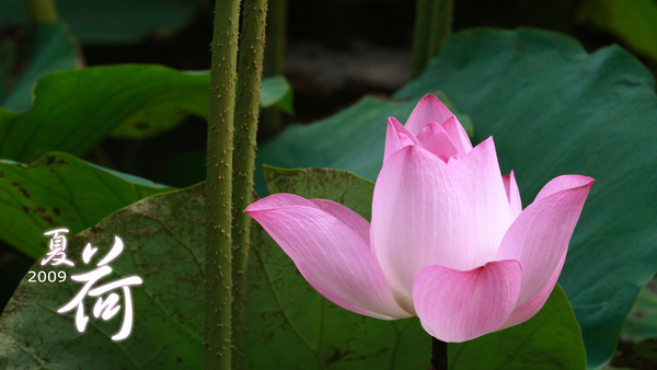 lotus_1920x1080