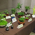 藝文展展出的植物盆栽，大大小小也展示了二十幾盆呢!