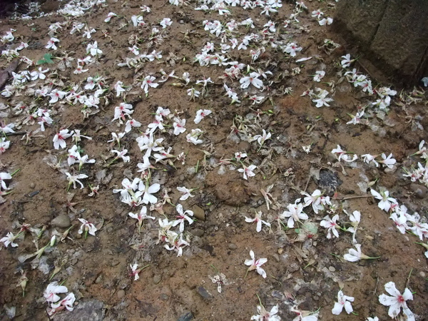 快一地的油桐花