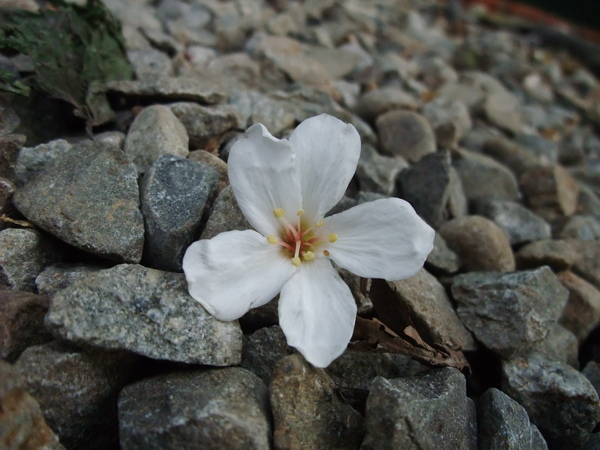 油桐花