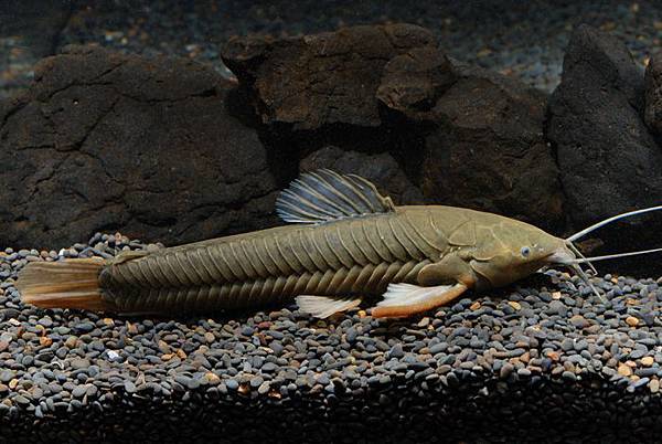 血紅翅戰車鼠(Callichthys callichthys)