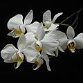 Phalaenopsis amabilis var.java