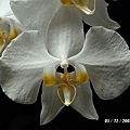 Phalaenopsis amabilis var. aurea