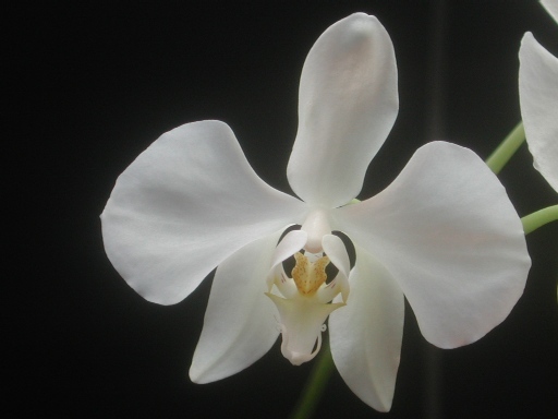 Phalaenopsis amabilis var. rosenstromii