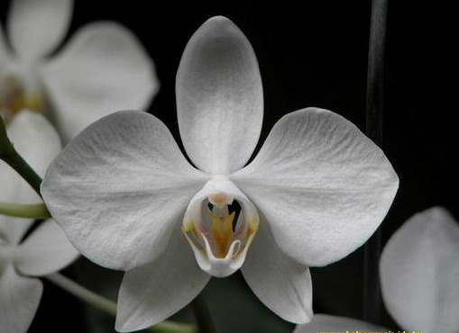 Phalaenopsis amabilis var. formosana