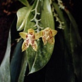 P. amboinensis var. green