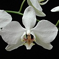 Phalaenopsis aphrodite