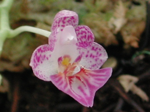 Phalaenopsis appendiculata