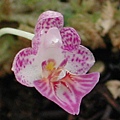 Phalaenopsis appendiculata