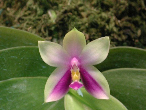 Phalaenopsis bellina