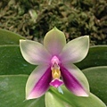 Phalaenopsis bellina