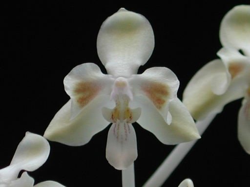 Phalaenopsis celebensis