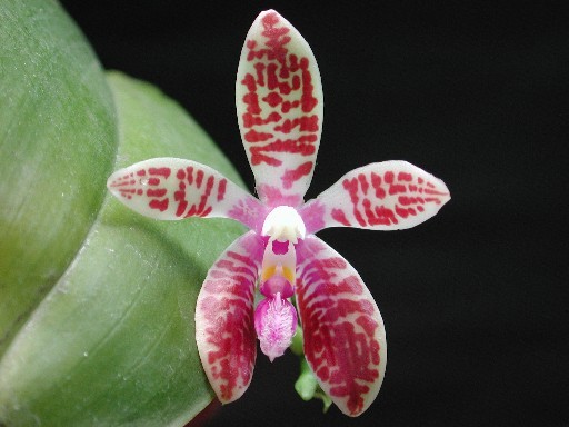 Phalaenopsis corningiana