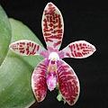 Phalaenopsis corningiana