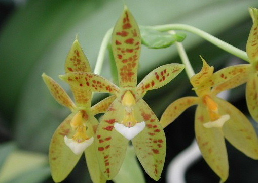 Phalaenopsis cornu-cervi