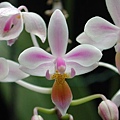 Phalaenopsis equestris