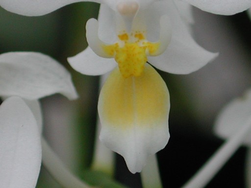 Phalaenopsis equestris var. aurea