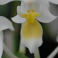 Phalaenopsis equestris var. aurea