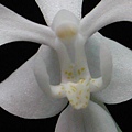 Phalaenopsis equestris var. alba