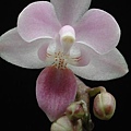 Phalaenopsis equestris var. rosea