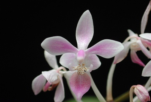 Phalaenopsis equestris var. Calayan