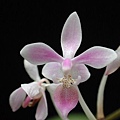 Phalaenopsis equestris var. Calayan