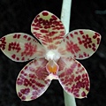 Phalaenopsis gigantea