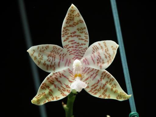 Phalaenopsis hieroglyphica