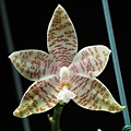 Phalaenopsis hieroglyphica