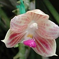 Phalaenopsis javanica