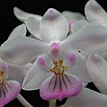 Phalaenopsis lindenii