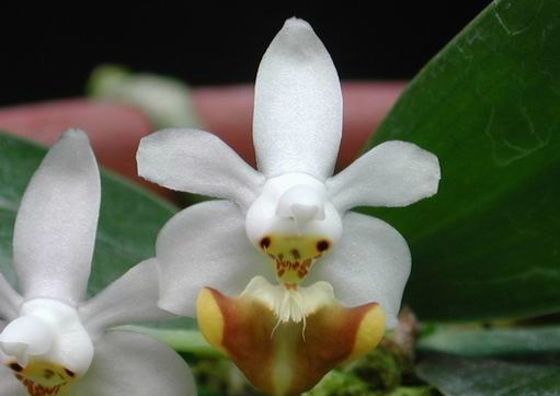 Phalaenopsis lobbii