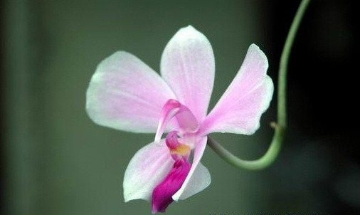 Phalaenopsis  lowii
