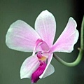 Phalaenopsis  lowii