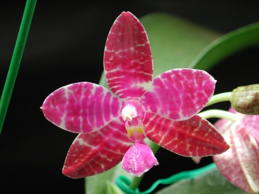 Phalaenopsis lueddemanniana