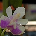 Phalaenopsis modesta