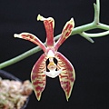 Phalaenopsis mannii